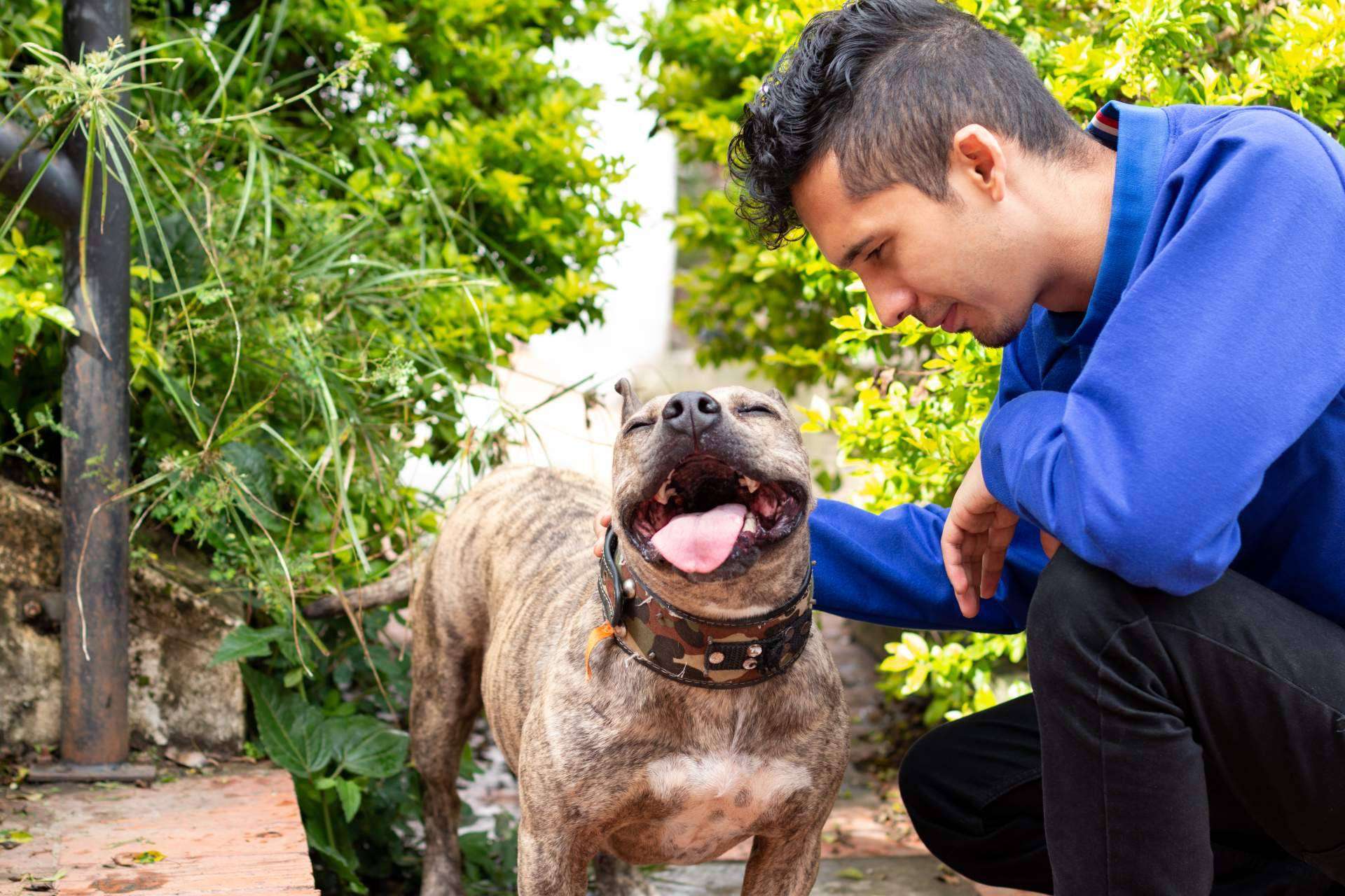 Cientos de mascotas en adopción están disponibles en la web de Mascota Adopción
