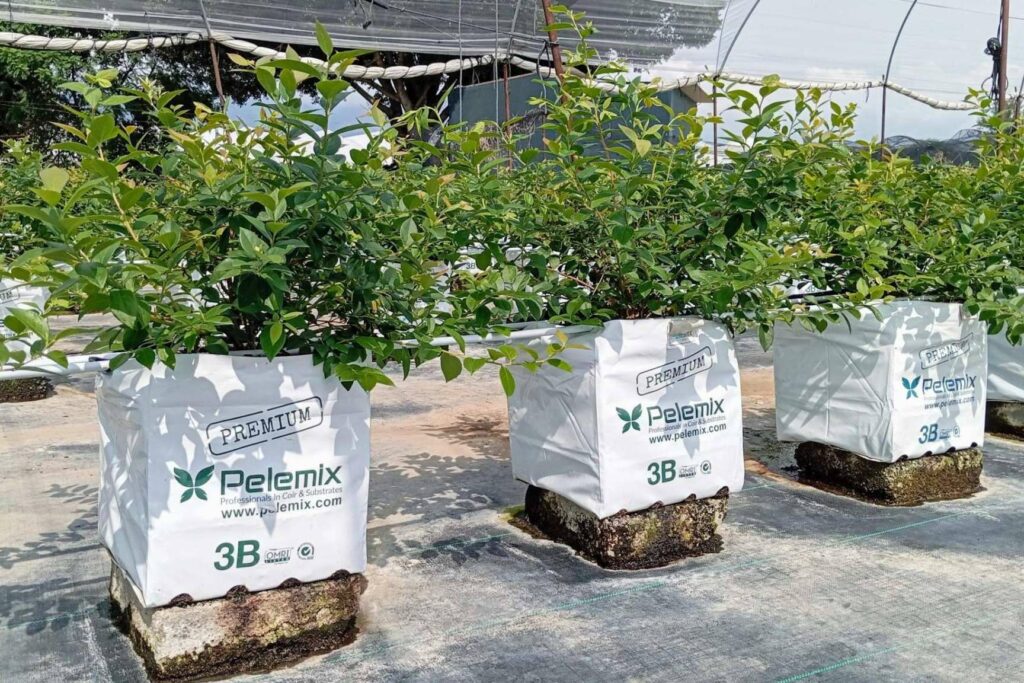 Agricultura sostenible, Pelemix refuerza su liderazgo en sustratos de coco de alto rendimiento
